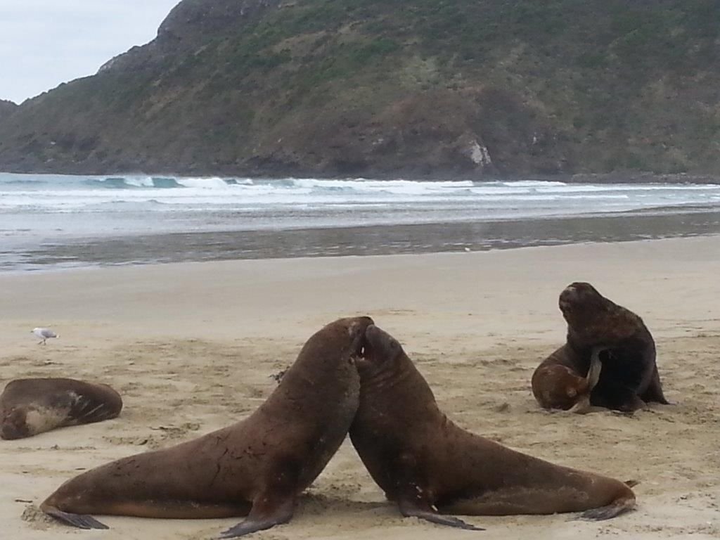 Sea Lions at Cannibal Bay.jpg